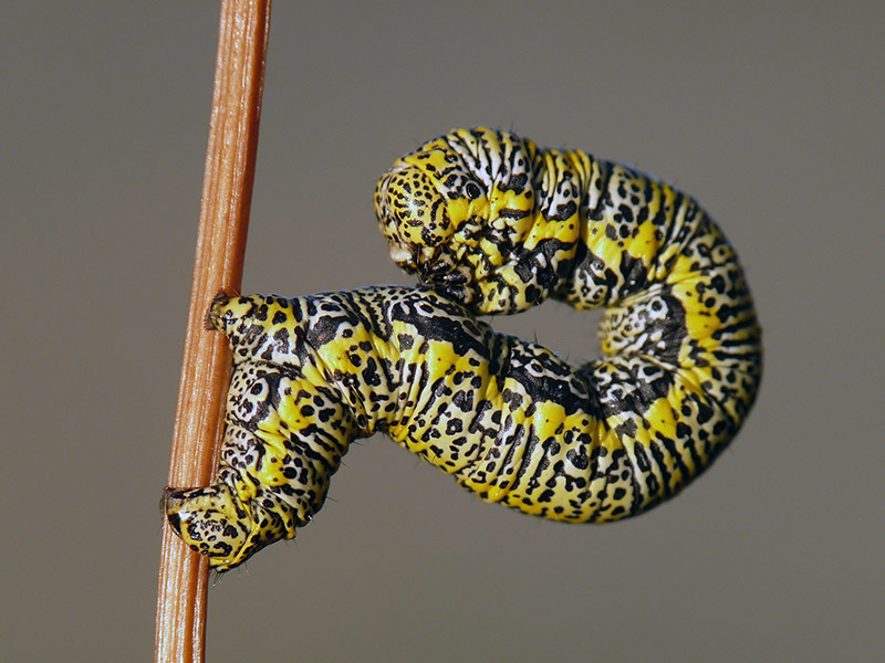 Larva di Geometridae: Lycia alpina